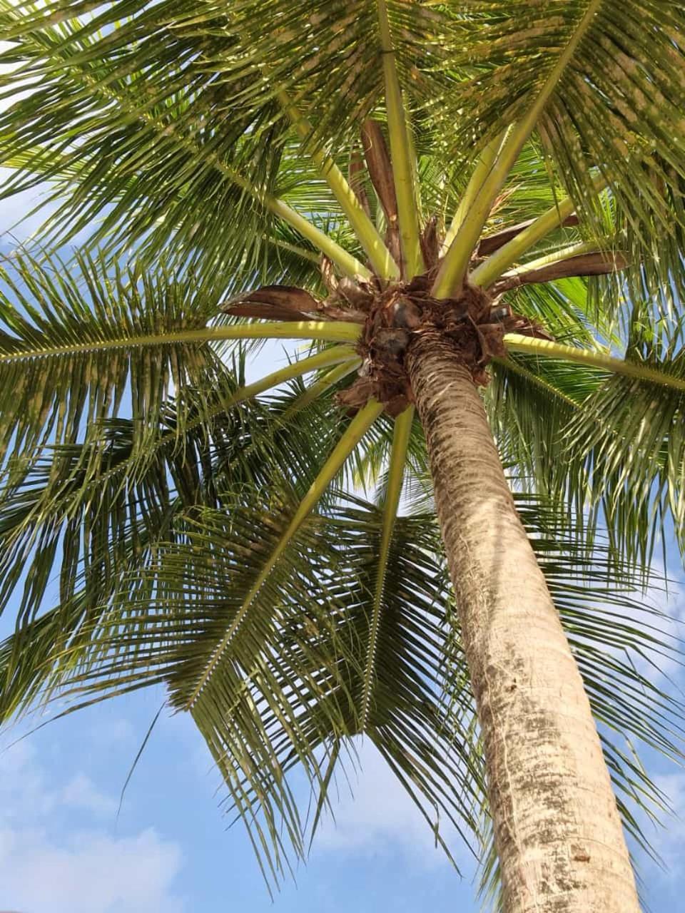 Felix, T2 Acces Plage Gros-Raisins Sainte-Luce Bagian luar foto